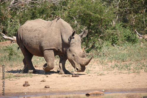 Breitmaulnashorn und Rotschnabel-Madenhacker / Square-lipped rhinoceros and Red-billed oxpecker / Ceratotherium simum et Buphagus erythrorhynchus