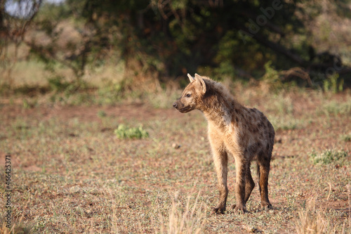 T  pfelhy  ne   Spotted hyaena   Crocuta crocuta..