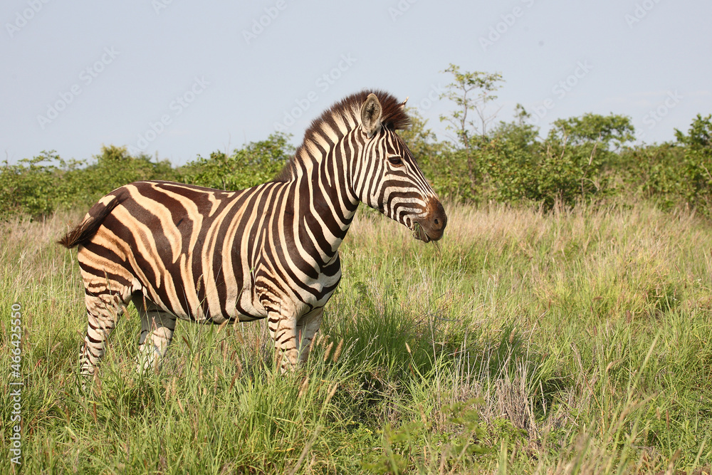 Steppenzebra / Burchell's zebra / Equus burchellii Steppenzebra / Burchell's zebra / Equus burchellii