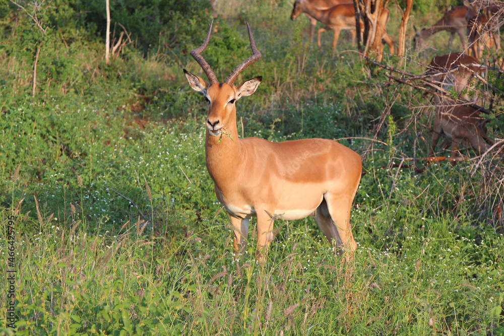 Schwarzfersenantilope / Impala / Aepyceros melampus Schwarzfersenantilope / Impala / Aepyceros melampus
