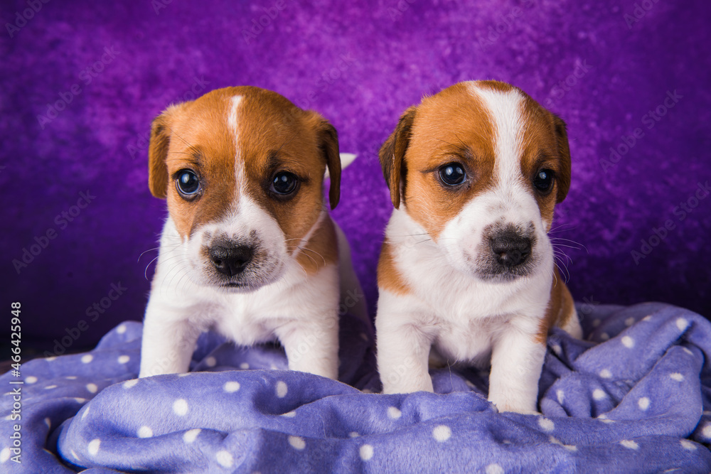 Two Jack Russell Terrier puppies dogs on a purple