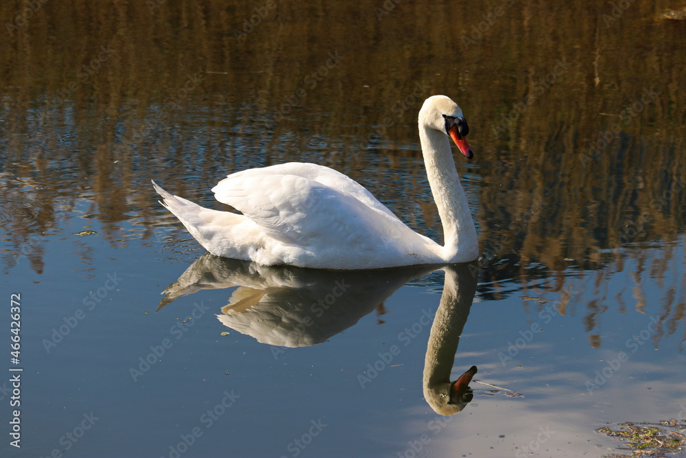 Fototapeta premium Swan swimming in the water with full reflection in the river, looking graceful