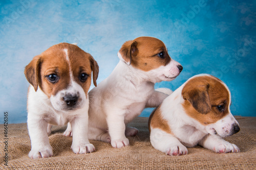 Group of Jack Russell terrier puppies in front of blue background