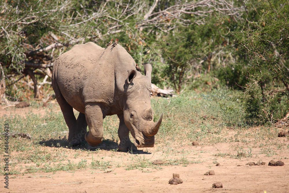 Naklejka premium Breitmaulnashorn und Rotschnabel-Madenhacker / Square-lipped rhinoceros and Red-billed oxpecker / Ceratotherium simum et Buphagus erythrorhynchus