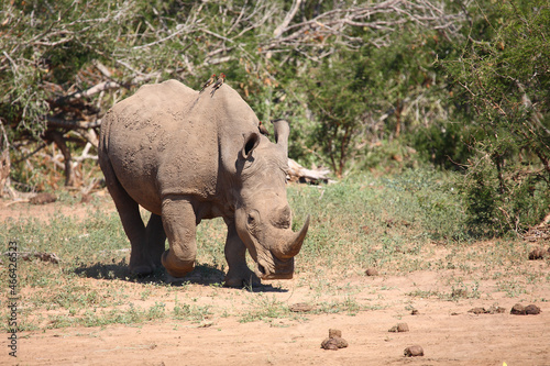 Breitmaulnashorn und Rotschnabel-Madenhacker   Square-lipped rhinoceros and Red-billed oxpecker   Ceratotherium simum et Buphagus erythrorhynchus