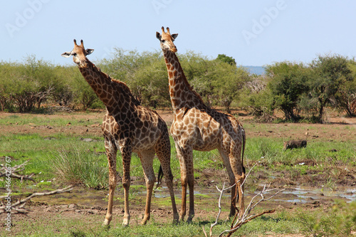 Canvas Print Giraffe / Giraffe / Giraffa camelopardalis