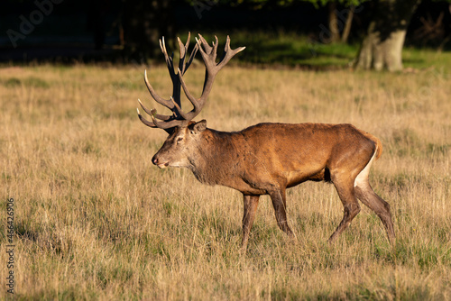 Cerf élaphe, biche, cerf, brame, cervus elaphus