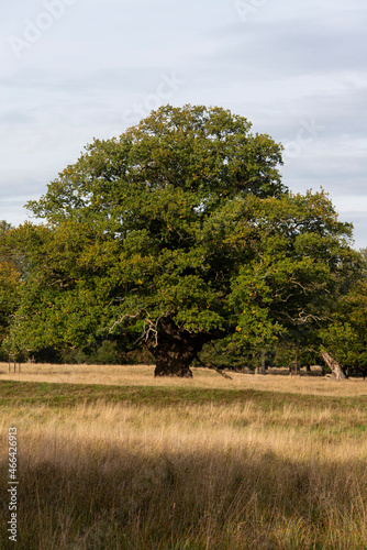 Ch  ne p  doncul    Quercus robur