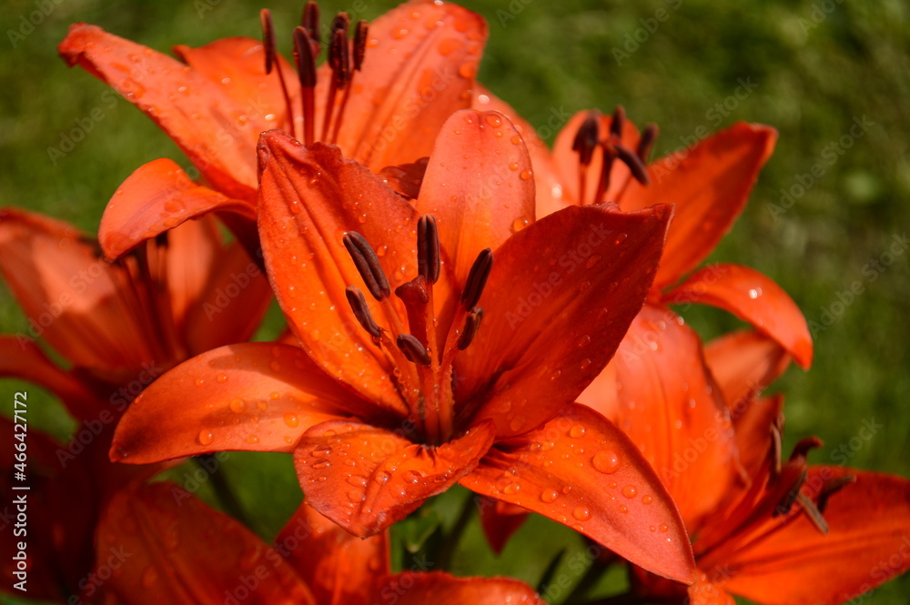 orange lily flower