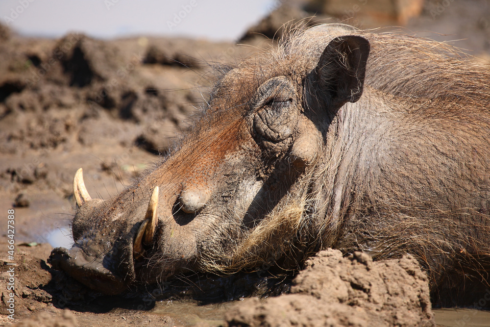 Warzenschwein / Warthog / Phacochoerus africanus Warzenschwein / Warthog / Phacochoerus africanus