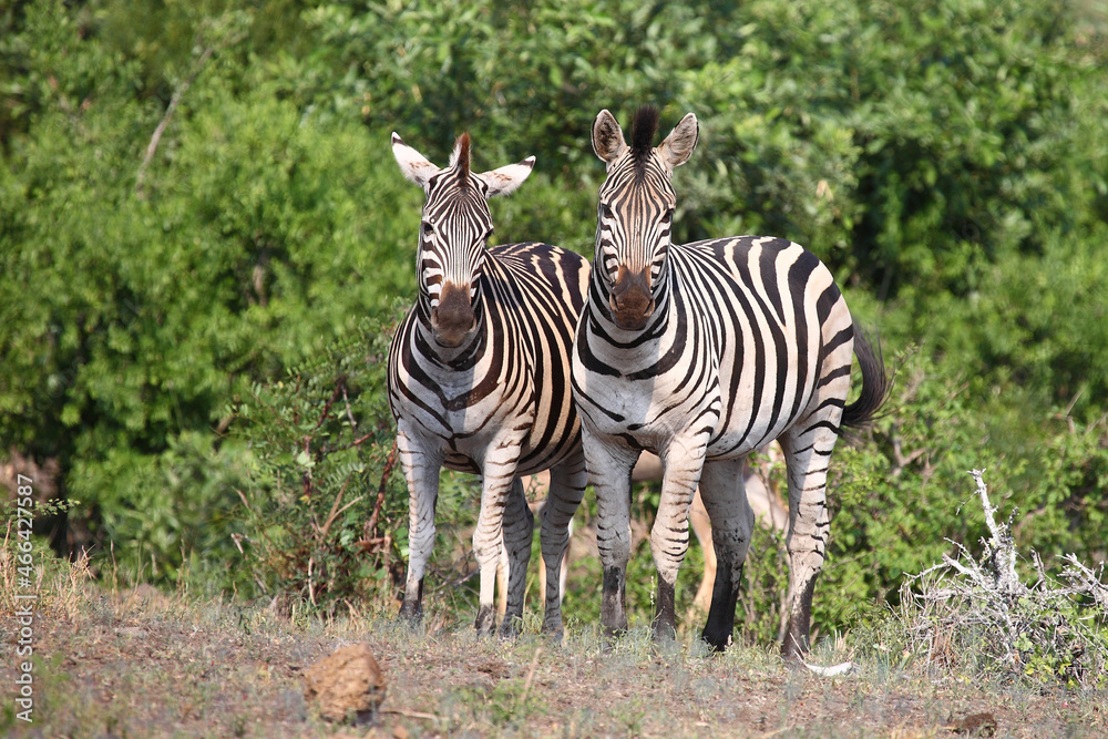 Obraz premium Steppenzebra / Burchell's zebra / Equus burchellii