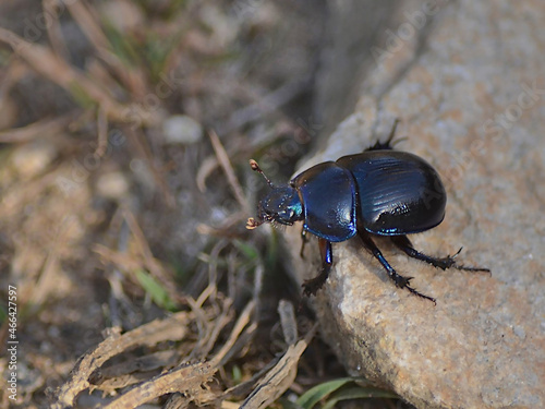 Geotrupes stercorosus photo