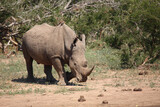 Breitmaulnashorn und Rotschnabel-Madenhacker / Square-lipped rhinoceros and Red-billed oxpecker / Ceratotherium simum et Buphagus erythrorhynchus