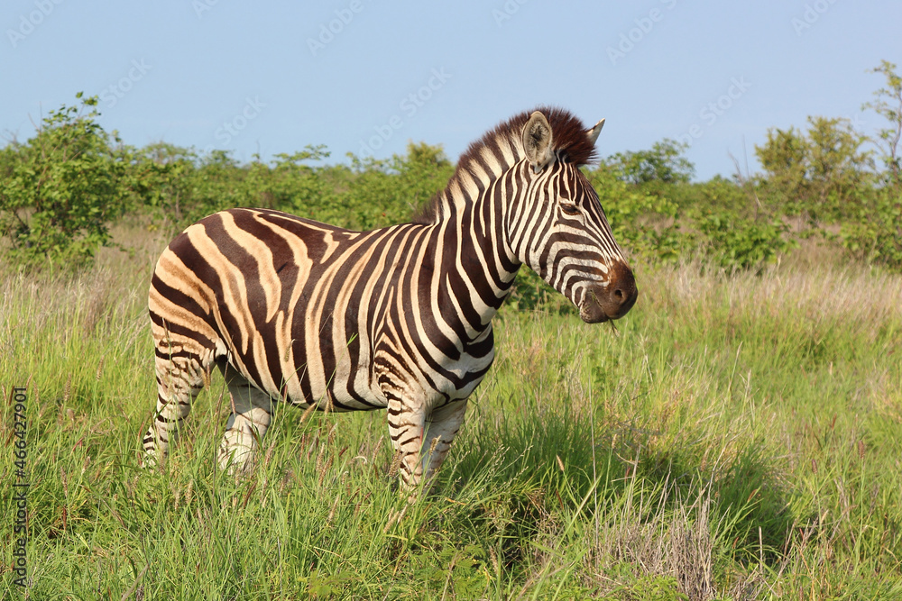 Steppenzebra / Burchell's zebra / Equus burchellii