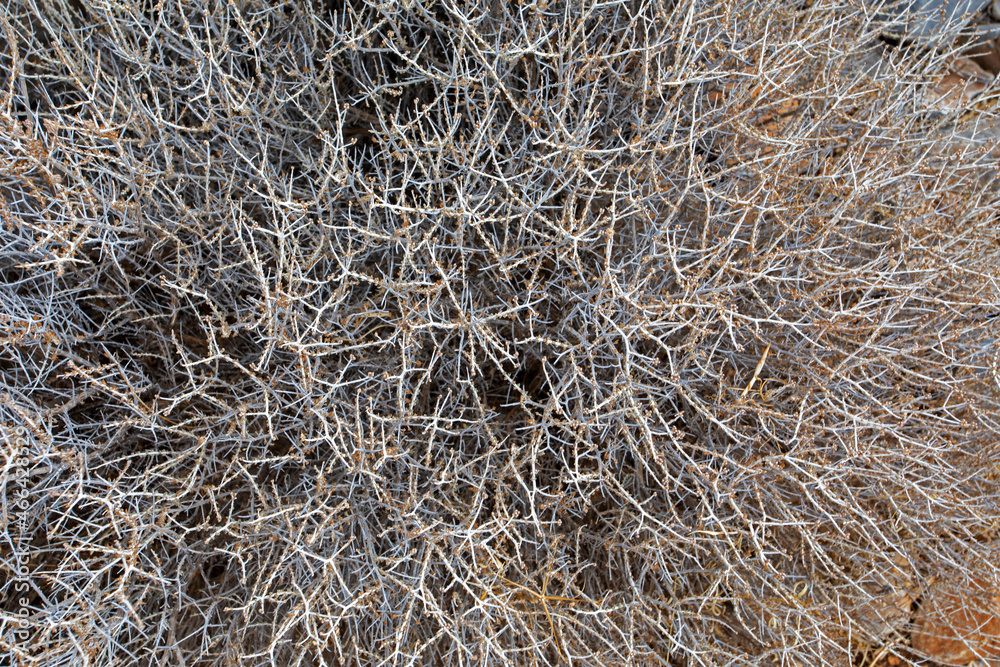 abstract natural background from dry plant top view, horizontal. abstract natural background from dry plant top view, horizontal.