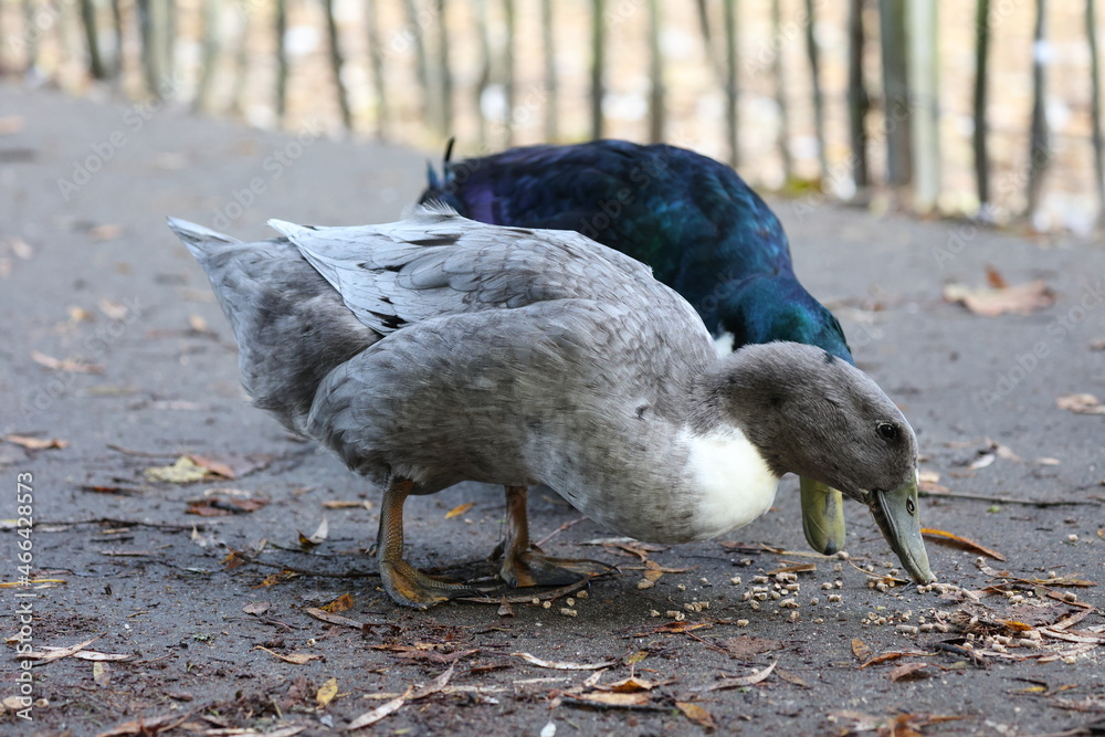 Fototapeta premium Laufente Ente Zuchtente