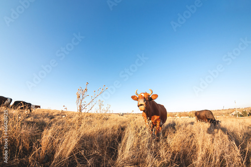 Happy single cow in the meadow during summer sunset. Grazing cows on agricultural land. Cattle eat dry grass in the autumn field. Several cows graze at dawn