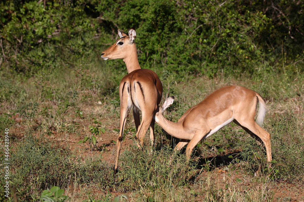 Schwarzfersenantilope / Impala / Aepyceros melampus Schwarzfersenantilope / Impala / Aepyceros melampus