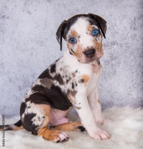 Louisiana Catahoula Leopard Dog puppy sitting on gray