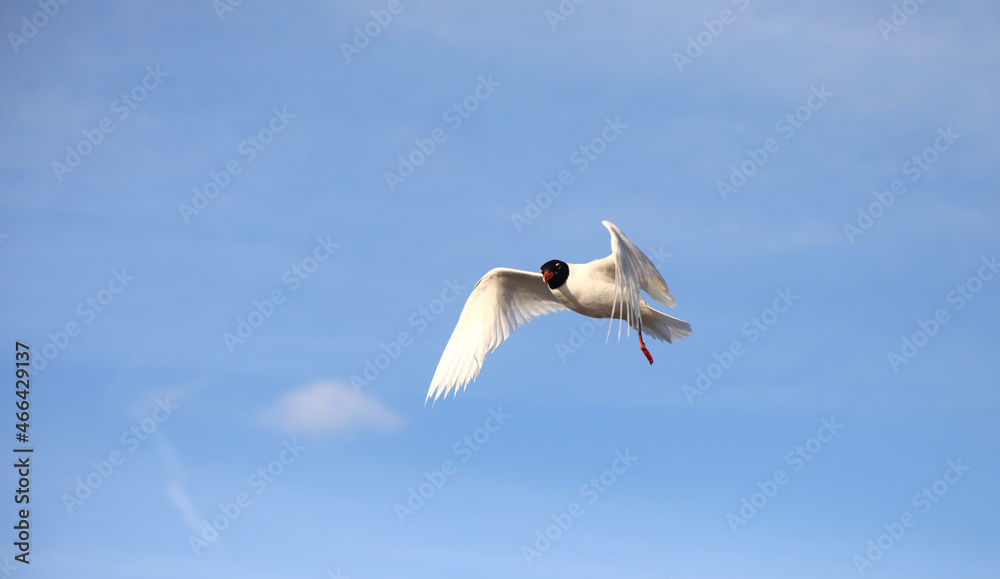 gull is called the black-headed gull because of the colour of the feathers on head in the spring gull is called the black-headed gull because of the colour of the feathers on head in the spring