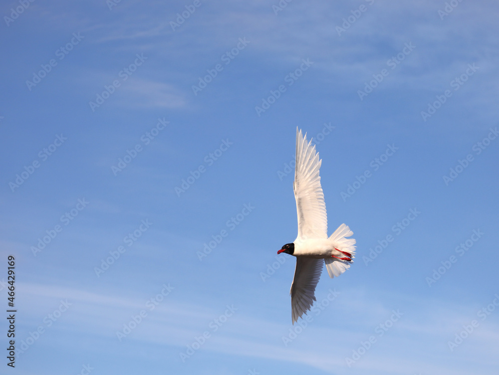 Naklejka premium Black-headed gull of the croicocephalus ridibundus species