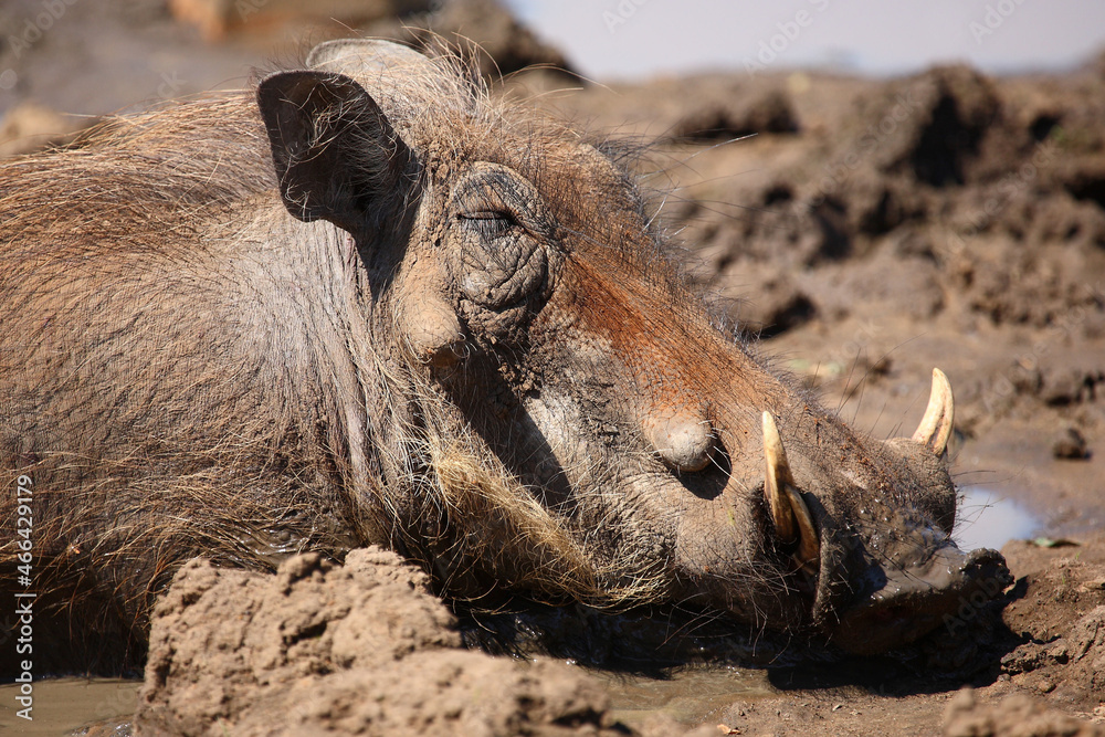 Warzenschwein / Warthog / Phacochoerus africanus Warzenschwein / Warthog / Phacochoerus africanus