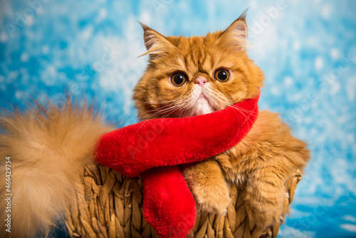 Red Persian cat in red Santa Claus scarf on Christmas