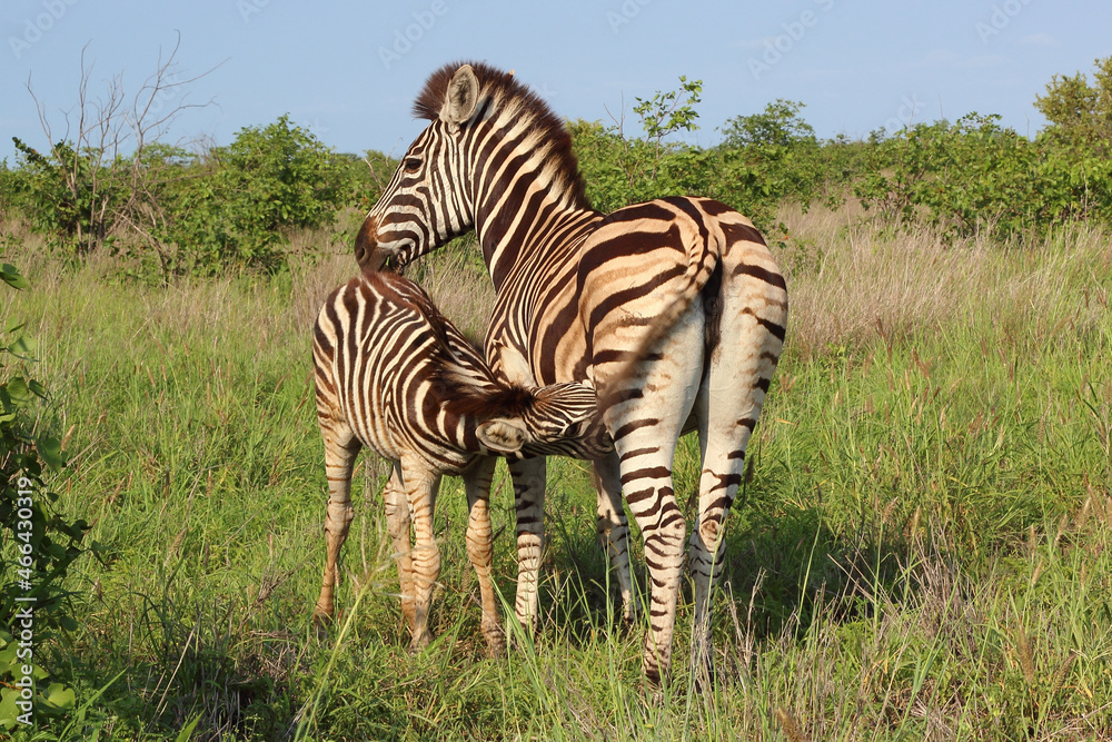 Naklejka premium Steppenzebra / Burchell's zebra / Equus burchellii..