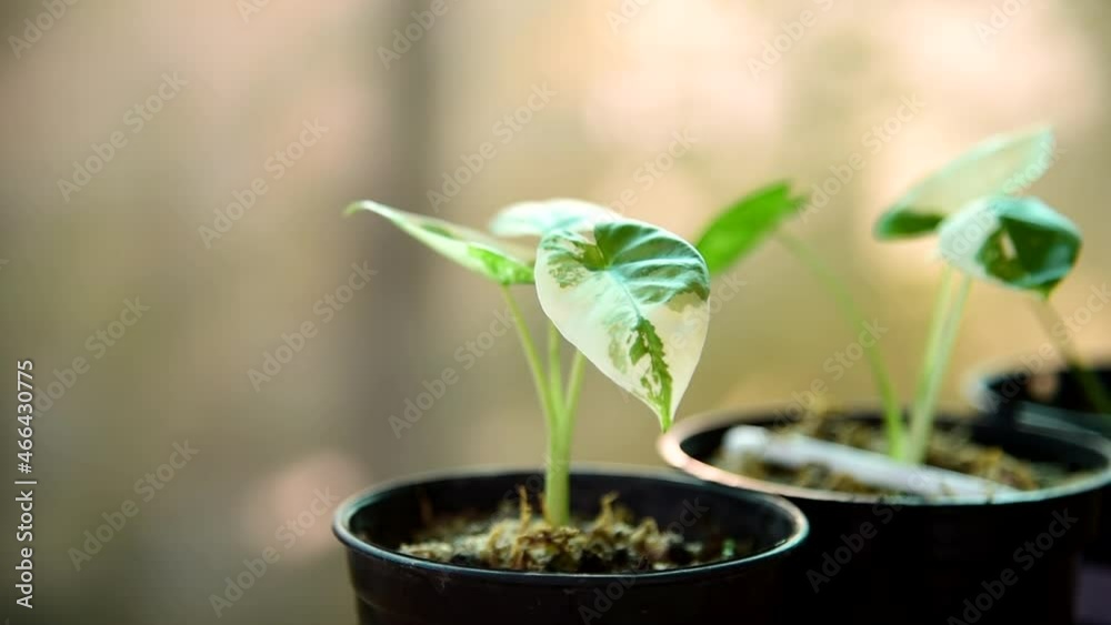 Panning view of Closeup to little fresh Alocasia macrorrhizos Panning view of Closeup to little fresh Alocasia macrorrhizos