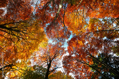 trees with colorful autumn leaves seen from below forming like an arena