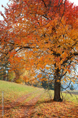 large foliage with the yellow leaves of a walnut tree in autumn