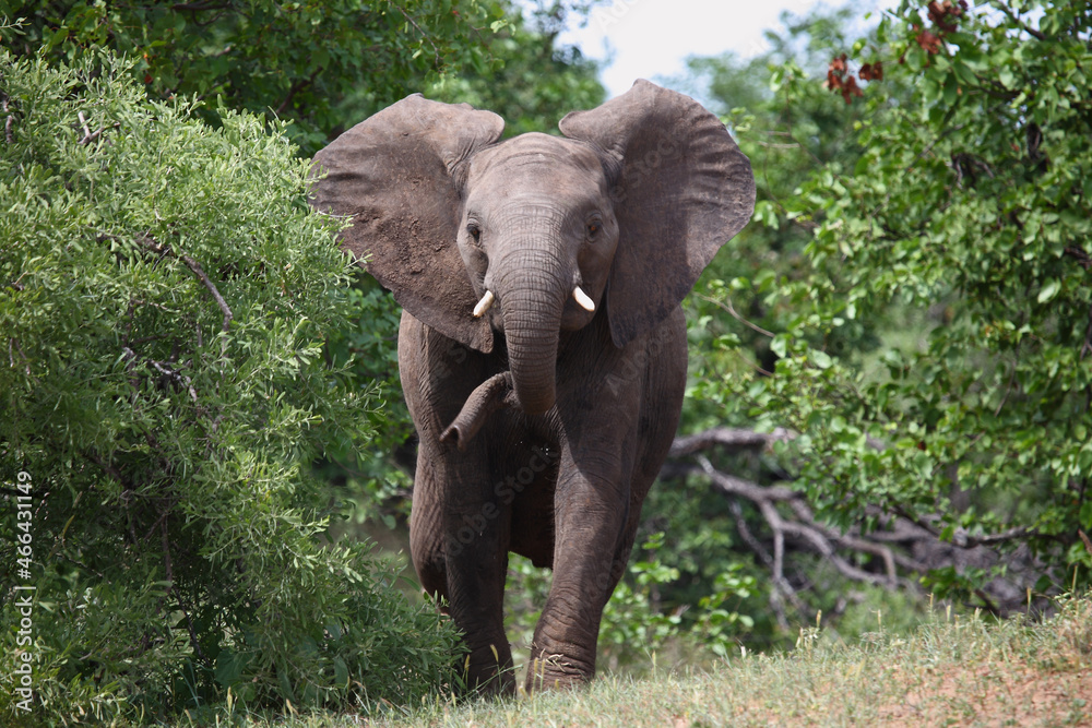 Fototapeta premium Afrikanischer Elefant / African elephant / Loxodonta africana