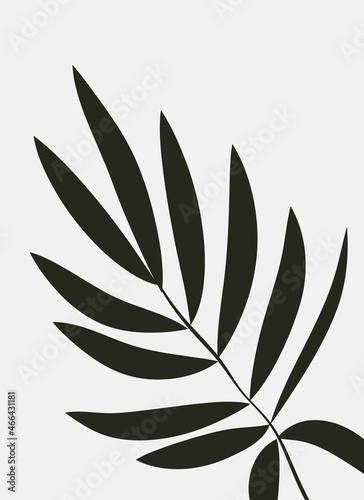 Fototapeta Naklejka Na Ścianę i Meble -  Silhouettes of plants and leaves. Abstract black and white minimalistic poster.
