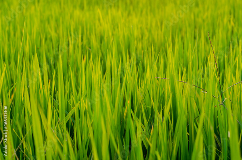 The Thai paddy field, fresh and green background