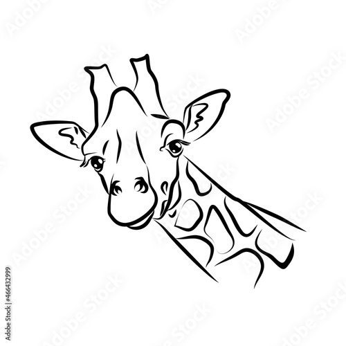 vector white black contour african wild animal savannah mammal long neck giraffe head 