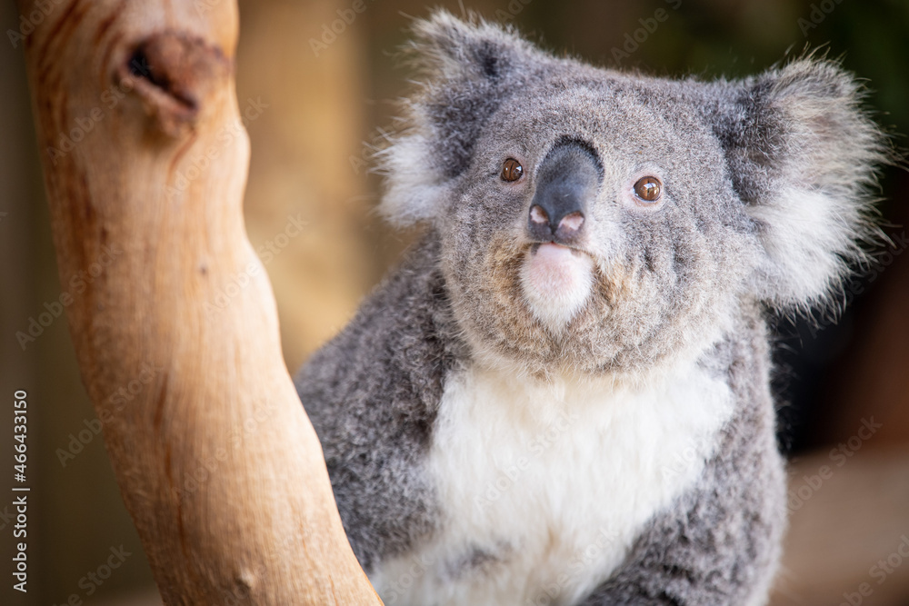 Obraz premium Koala 3