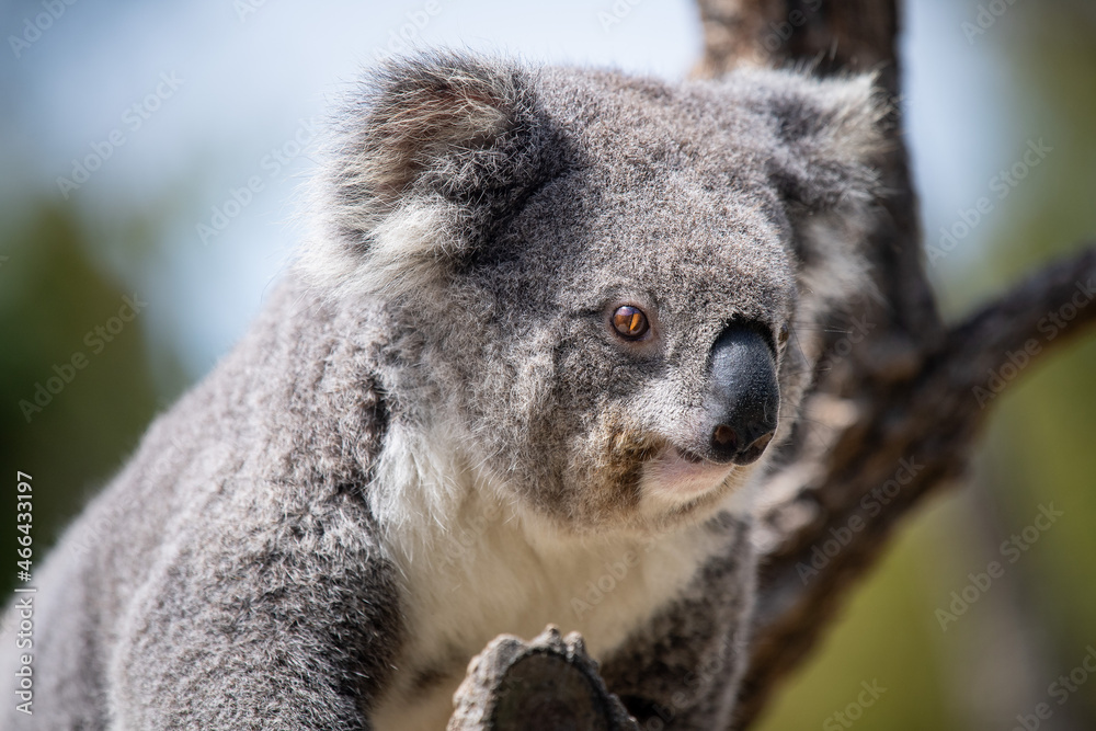 Obraz premium Koala 2