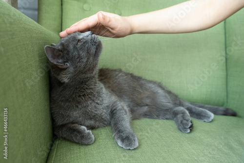 Close up portrait of gray cat with with a female hand on a green background. The hostess gently strokes the cat. Concept veterinary clinic or animal feed