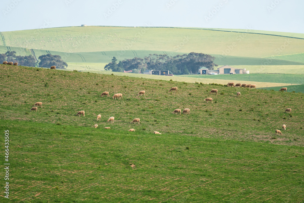 sheep farm in Overberg district, Western Cape, South Africa concept agricultural landscape