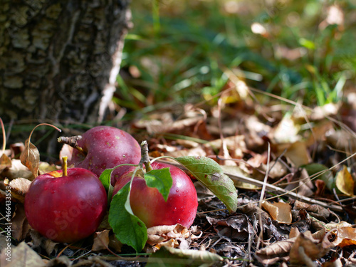 Autumn harvest of apples. Autumn concept has fallen yellow leaves and apples in the forest, garden, park.
