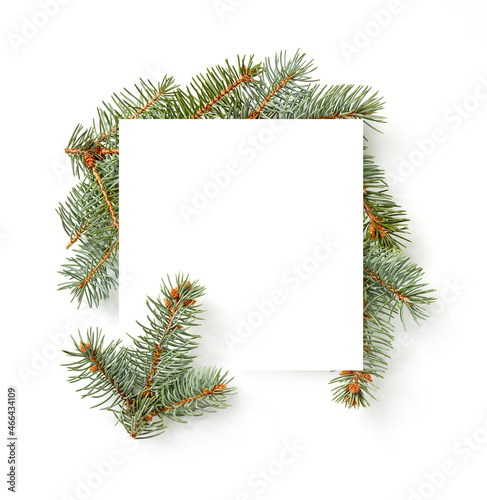 Fir tree branches on white banner