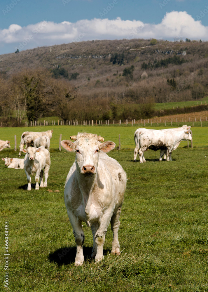 Jeunes charolais au pâturage à Villereversure, Ain, France