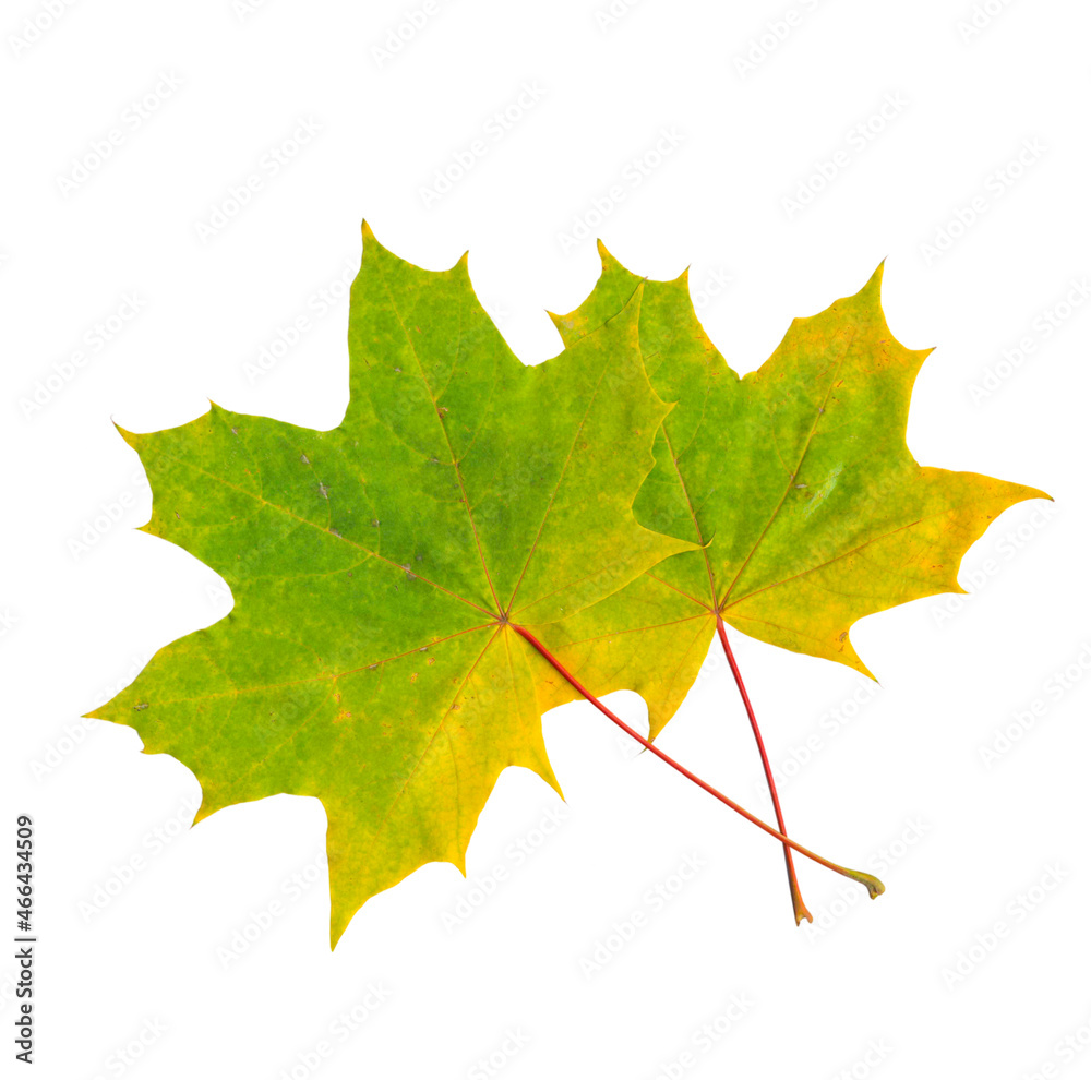 Bright autumn maple leaves on a white isolated background