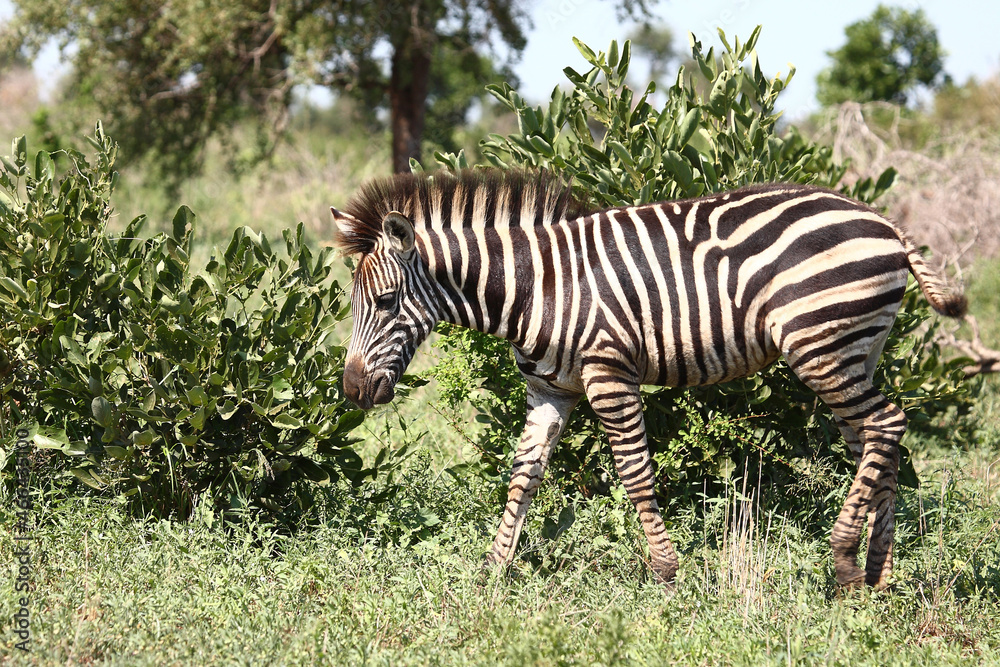 Fototapeta premium Steppenzebra / Burchell's zebra / Equus burchellii.