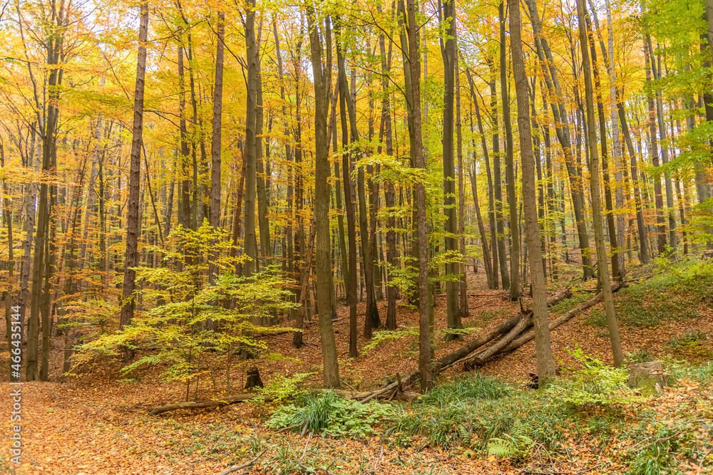 Obraz premium The awesome colors of autumn, Leaves glow in bright autum colors in Vienna Woods, Austria