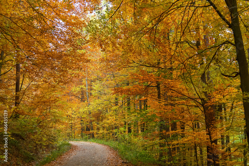 The awesome colors of autumn, Leaves glow in bright autum colors in Vienna Woods, Austria © Karl Allen Lugmayer