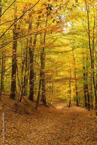 The awesome colors of autumn  Leaves glow in bright autum colors in Vienna Woods  Austria