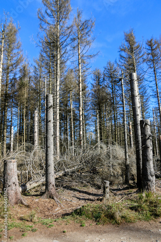 Waldschaden durch Borkenk  fer und Windbruch - abgestorbene Fichten als Totholz im ehemaligen Fichten-Wald