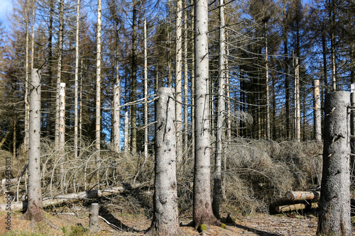 Windbruch und Borkenk  fer - dadurch toter kahler Wald im Harz