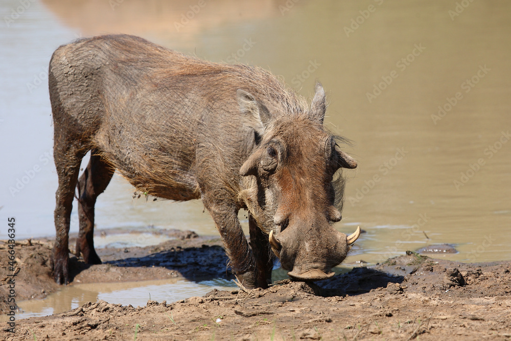 Warzenschwein / Warthog / Phacochoerus africanus Warzenschwein / Warthog / Phacochoerus africanus